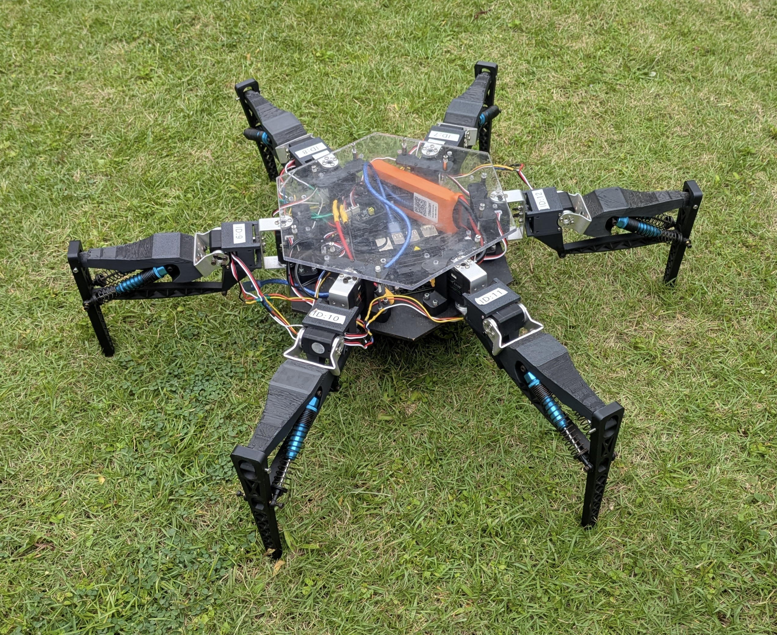 The spring-assisted hexapod robot on grass.